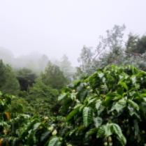 Kaffeeplantage in Boquete