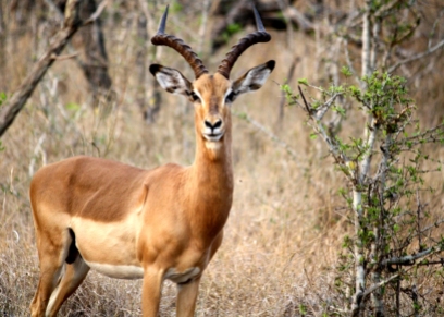 Afrikanische Antilope