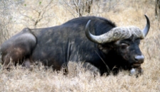 Ein ruhiger und entspannter Büffel