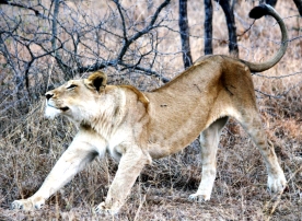 Löwen im Timbavati Game Reserve