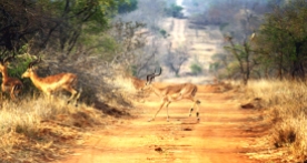 Wildverkehr im Timbavati Game Reserve